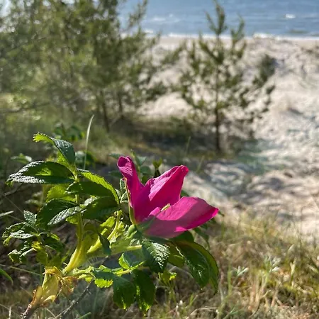 Schellter 62 Przy Wydmach - By 5d 公寓 洛格沃