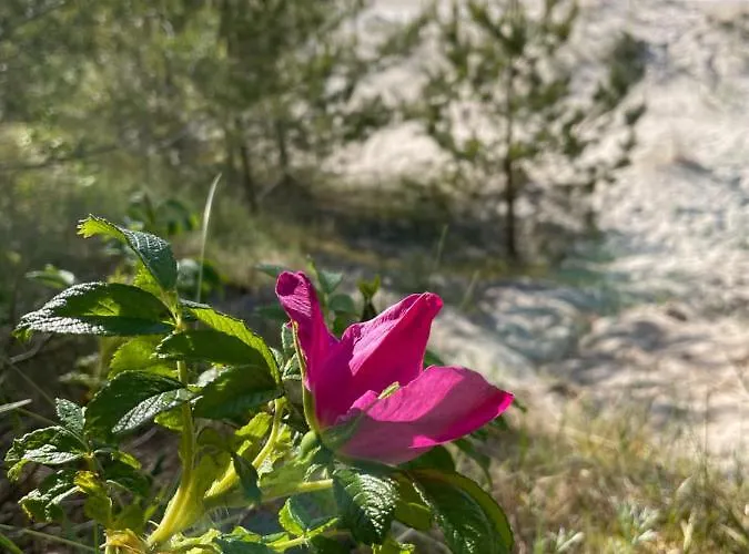 Schellter 62 Przy Wydmach - By 5d Апартаменты Рогово